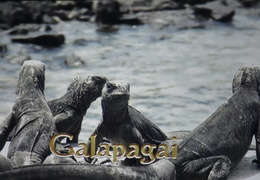 Galapagų gyventojai – jūrinės iguanos
