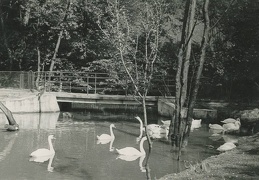 Girstupio upelio tvenkinys Zoologijos sode. 1962 m. Fotogr. P. Juozapavičius [Iš KAVB fondų]