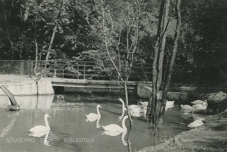 Girstupio upelio tvenkinys Zoologijos sode_1962.jpg