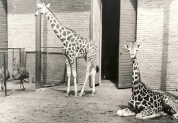 Žirafos Kauno zoologijos sode. 1980 m. Fotogr. A. Pleskačiauskas [Iš KAVB fondų]