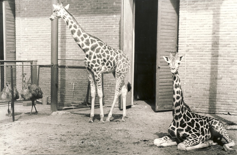 Zirafos Kauno zoologijos sode_1980.jpg